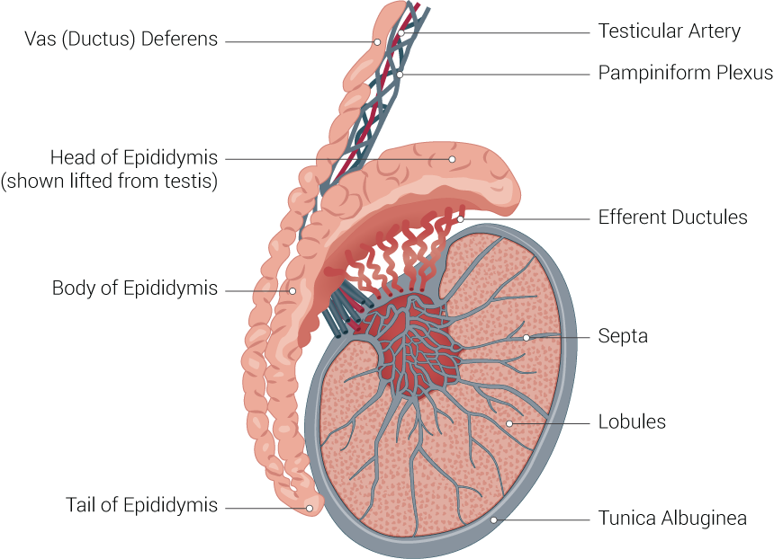Testis Anatomy Testis Picture Anatomy - Testicle Anatomy (860x622), Png Download