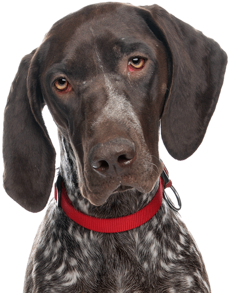 German Shorthaired Pointer (565x585), Png Download