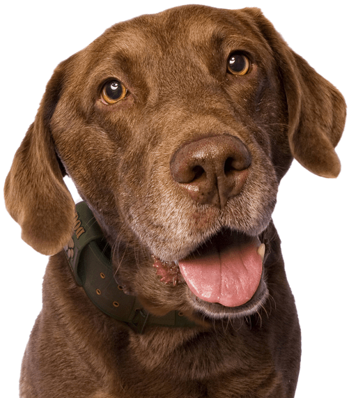 Chesapeake Bay Retriever - Spaniels, Retrievers, And Other Sporting Dogs [book] (565x585), Png Download