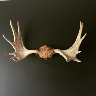 Vintage Swedish Moose Antlers - Antler (600x400), Png Download