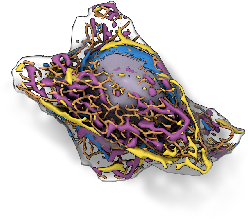 19 May - Allen Integrated Cell (924x800), Png Download