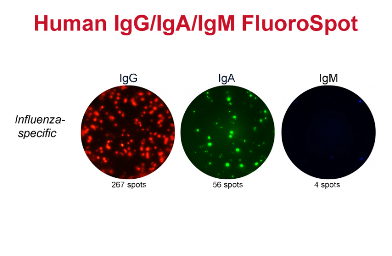Fluorospot Analysis Of In Vivo Activated Human B Cells - B Cell Fluorospot (800x524), Png Download