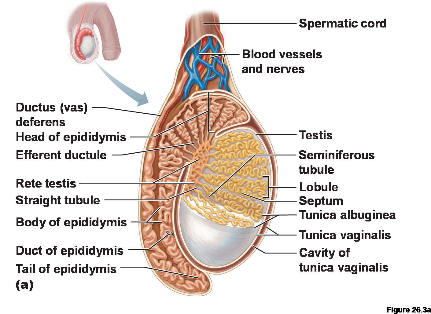 Body Of Epididymis (1426x1036), Png Download