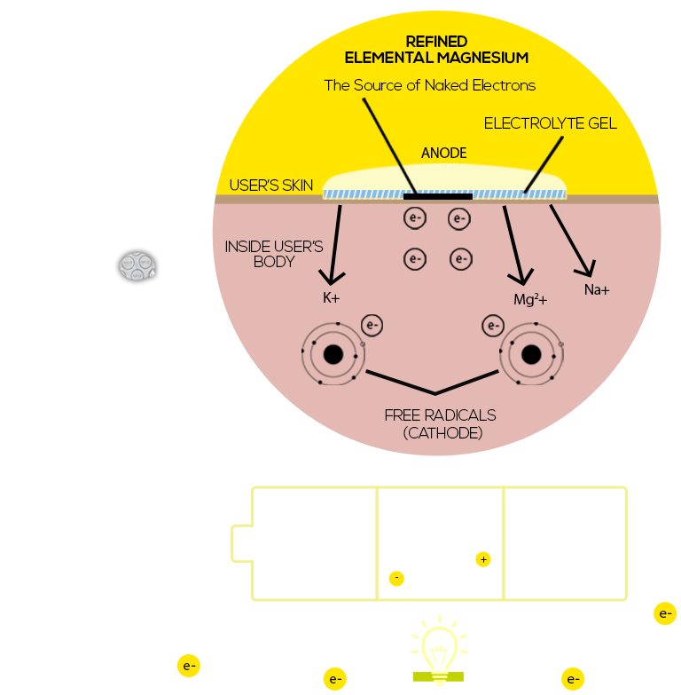 The Human Half-cell Effect - Circle (768x783), Png Download