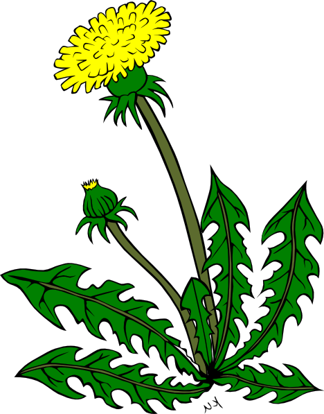 Cartoon Dandelion Flower Clipart Best - Clip Art (468x597), Png Download