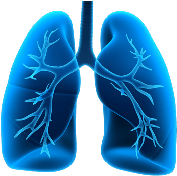 Lung - Manual Of Clinical Problems In Pulmonary Medicine [book] (400x350), Png Download