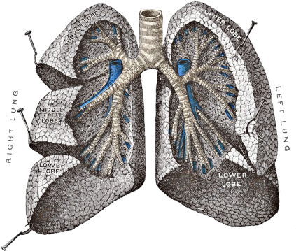 Lungs - Golden Ratio In Lungs (431x360), Png Download