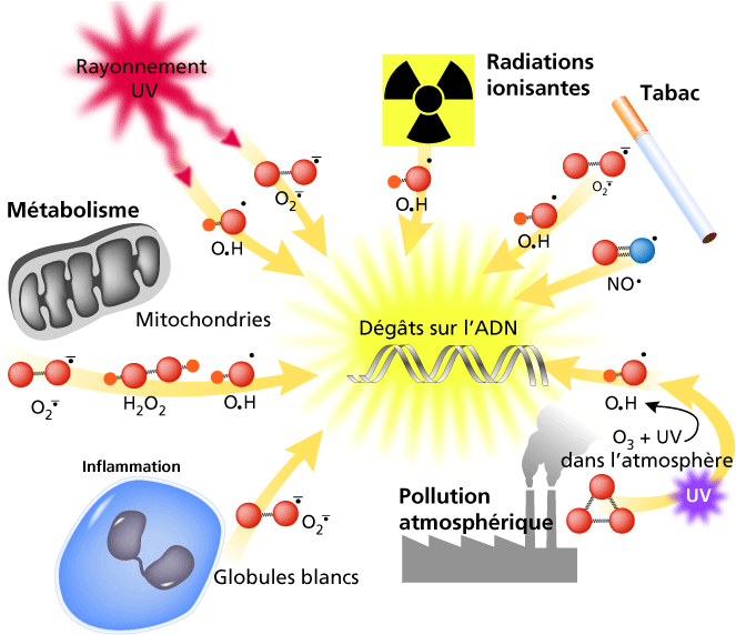 Vitaminas, Antioxidantes Y Humo De Marihuana - Stress Oxydatif Et Cancer Du Sein (691x571), Png Download