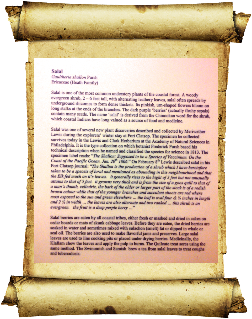 Salal Discovered By Lewis And Clark (1000x1350), Png Download