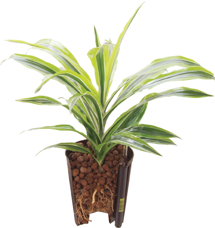 Ecoroot - Houseplant (440x497), Png Download