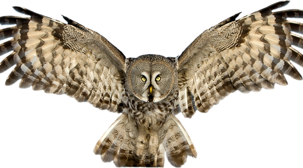 Owl Png Vectors - Great Grey Owl Png (1024x568), Png Download