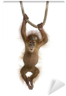 Baby Sumatran Orangutan , Hanging On A Rope Wall Mural - Keep Hanging On King Duvet (400x400), Png Download