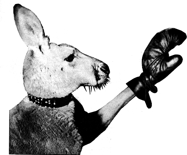 Aussie, - Canguro Con Guantes De Boxeo (675x571), Png Download
