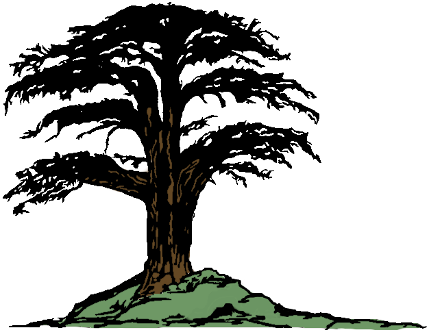 Cedar - Illustration (626x482), Png Download