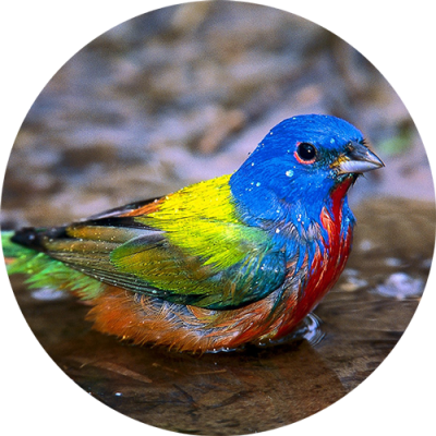 Garza Canela - Mexico (400x400), Png Download