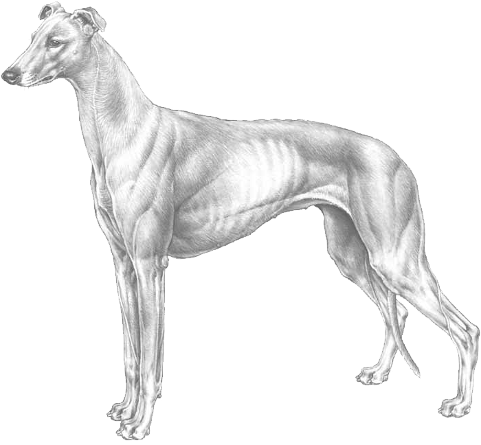 Greyhound - Greyhounds Png Transparent Background (800x800), Png Download
