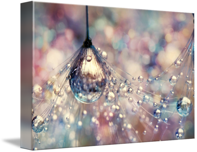 "rainbow Rain" By Sharon Johnstone, Birmingham // Dandelion - Rainbow Rain Canvas Print - Small By Sharon Johnstone (650x504), Png Download