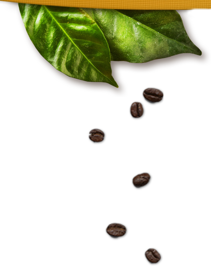 Our History - Folha De Café Png (426x537), Png Download