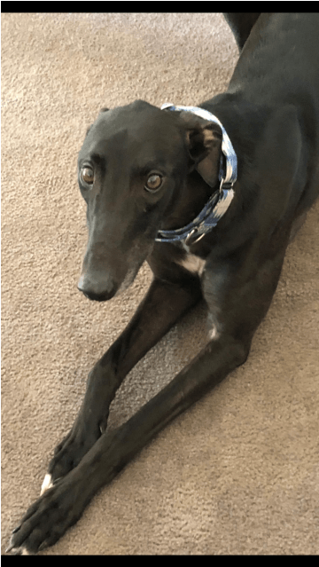 Photo Of Lewis - Magyar Agár (638x638), Png Download