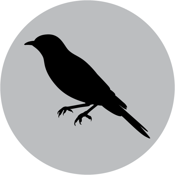 Acacia Paradoxa Hedge Wattle, Kangaroo Thorn Bn - Crow (569x569), Png Download