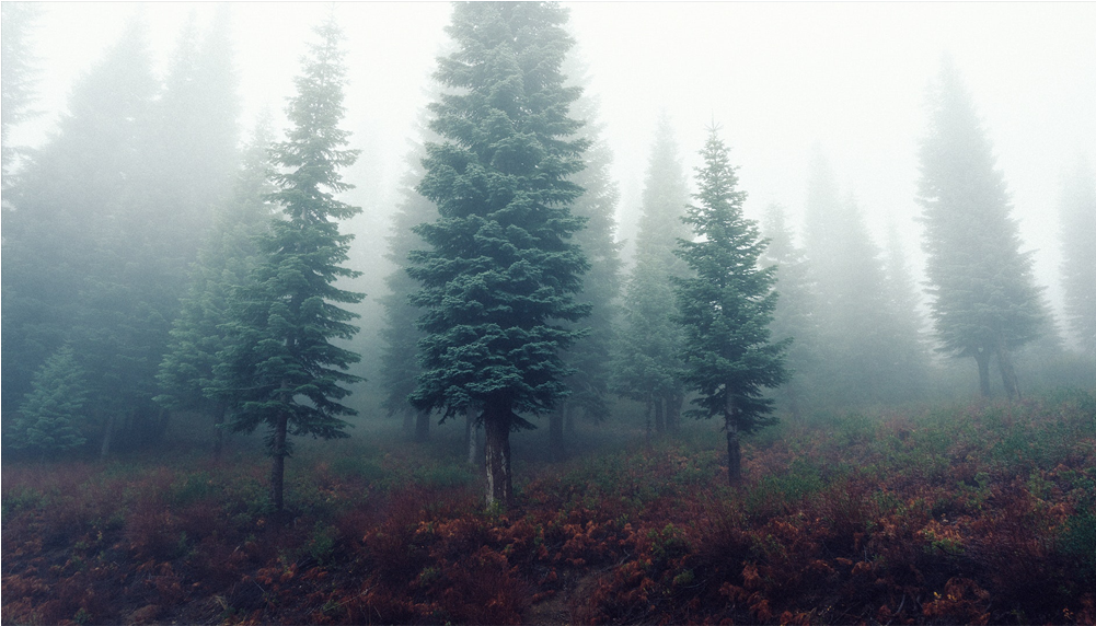 Ель В Тумане (1000x1000), Png Download