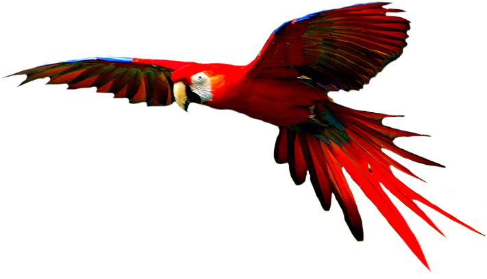 Macaw Clipart Hyacinth Macaw - Scarlet Macaw Transparent Background (760x417), Png Download