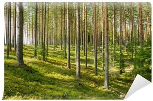 Scots Pine (400x400), Png Download