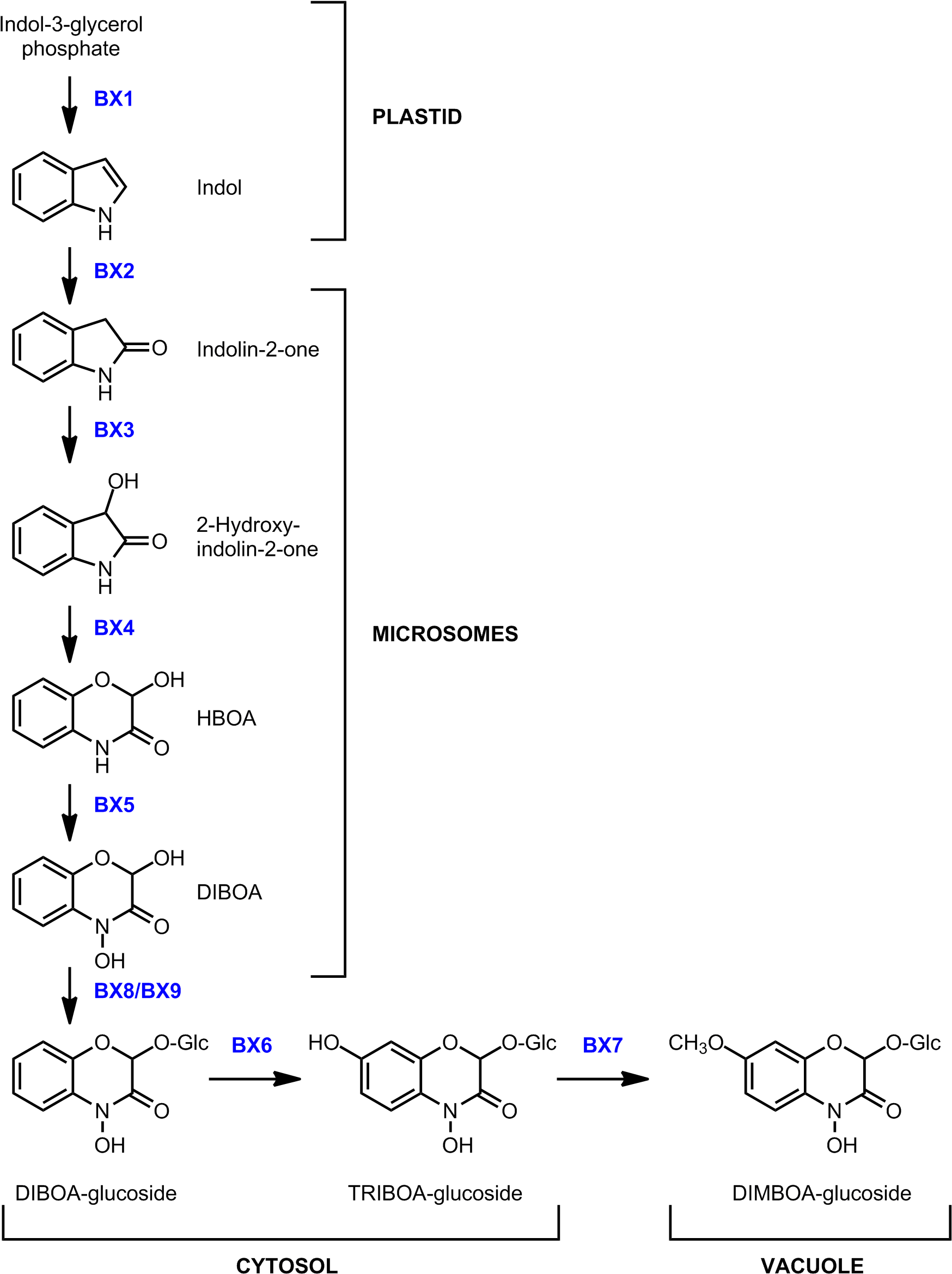 Benzoxazinoid Biosynthesis In Maize - Diagram (1760x2359), Png Download