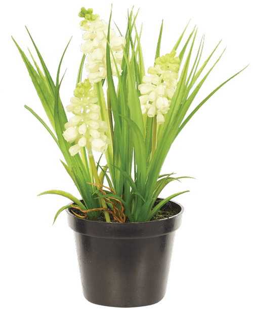 Hyacinth Bush In Planter, White - Moth Orchid (500x611), Png Download