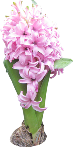 Hyacinths - Drawing (249x500), Png Download