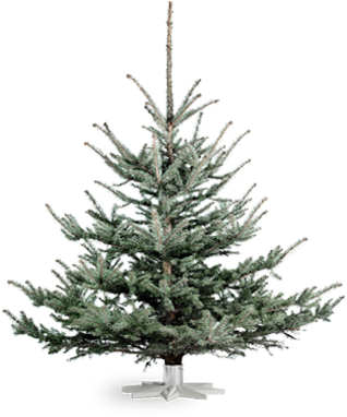 Blue Spruce - Træsorter Juletræ (317x467), Png Download