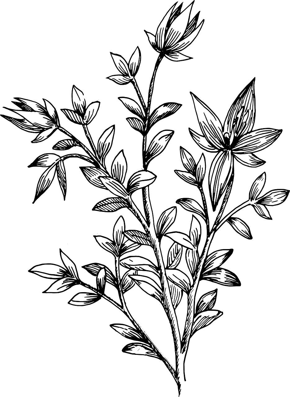 Drawn Leaves Transparent - Drawing Flower And Leaves (934x1280), Png Download