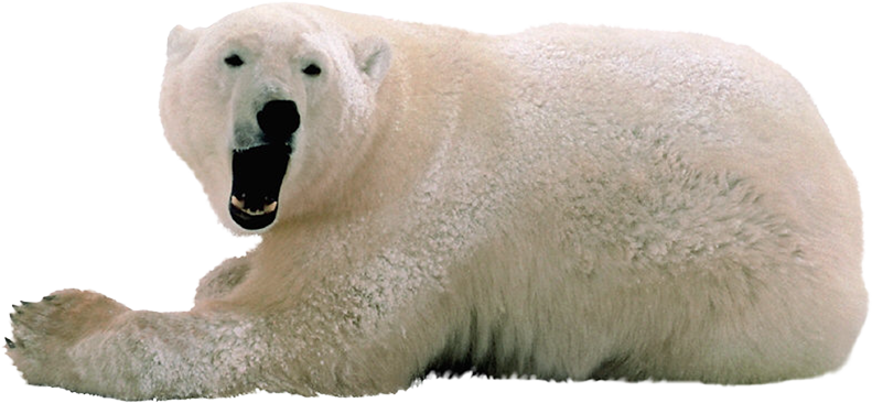 Polar White Bear Png - Polar Bear Transparent Background (791x366), Png Download
