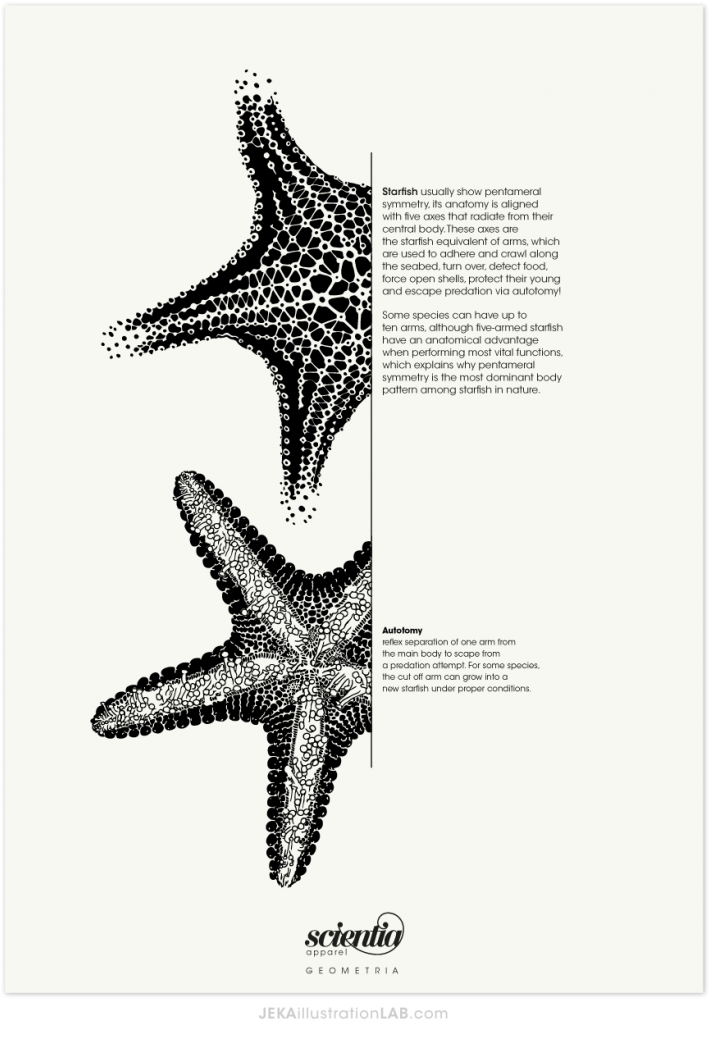 2016 Jessica Himarli Rivas - Starfish (1050x1081), Png Download