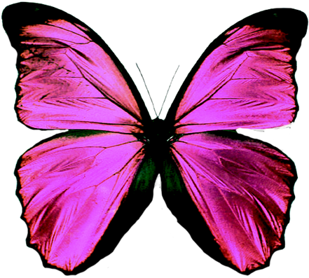 Mariposa1 - Butterfly Teal (530x480), Png Download