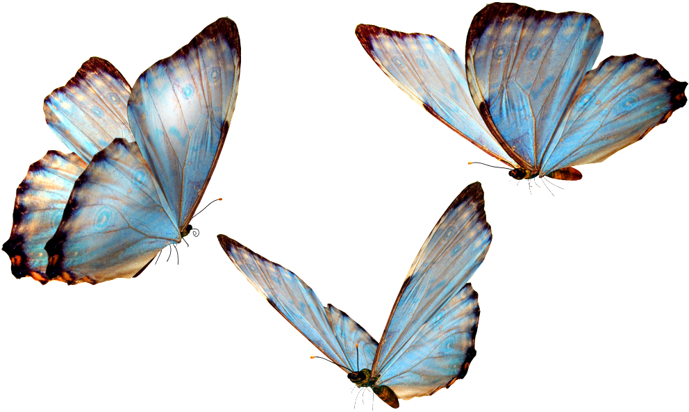 Vivid Mariposa Transparente Png Decorativo Pintado - Real Life Cute Blue Butterfly (1024x721), Png Download