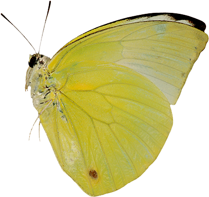 Las Mariposas Obtienen Sus Colores De Dos Fuentes Diferentes - Tipos De Mariposas Amarillas (500x413), Png Download