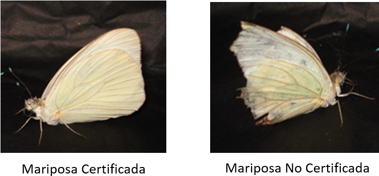¿las Mariposas Sufren Algún Daño Al Realizar Este Tipo - Tipos De Mariposas En El Df (751x370), Png Download