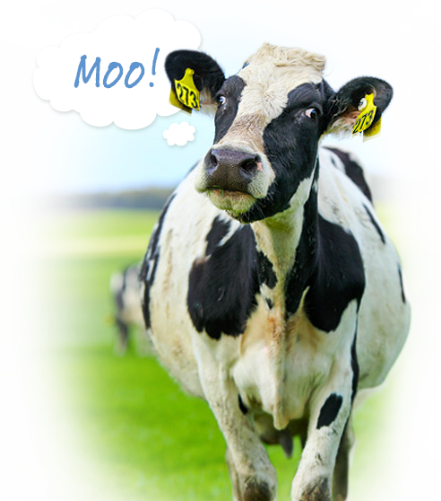 Dairy Cow - Dairy Cows Australian (492x558), Png Download