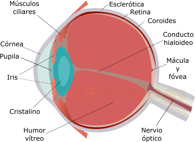 El Nervio Óptico Es El Encargado De Transmitir Los - Diagram (684x513), Png Download