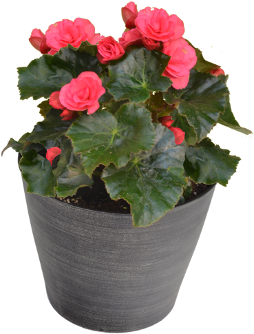 Designer Begonia - Flowerpot (499x507), Png Download