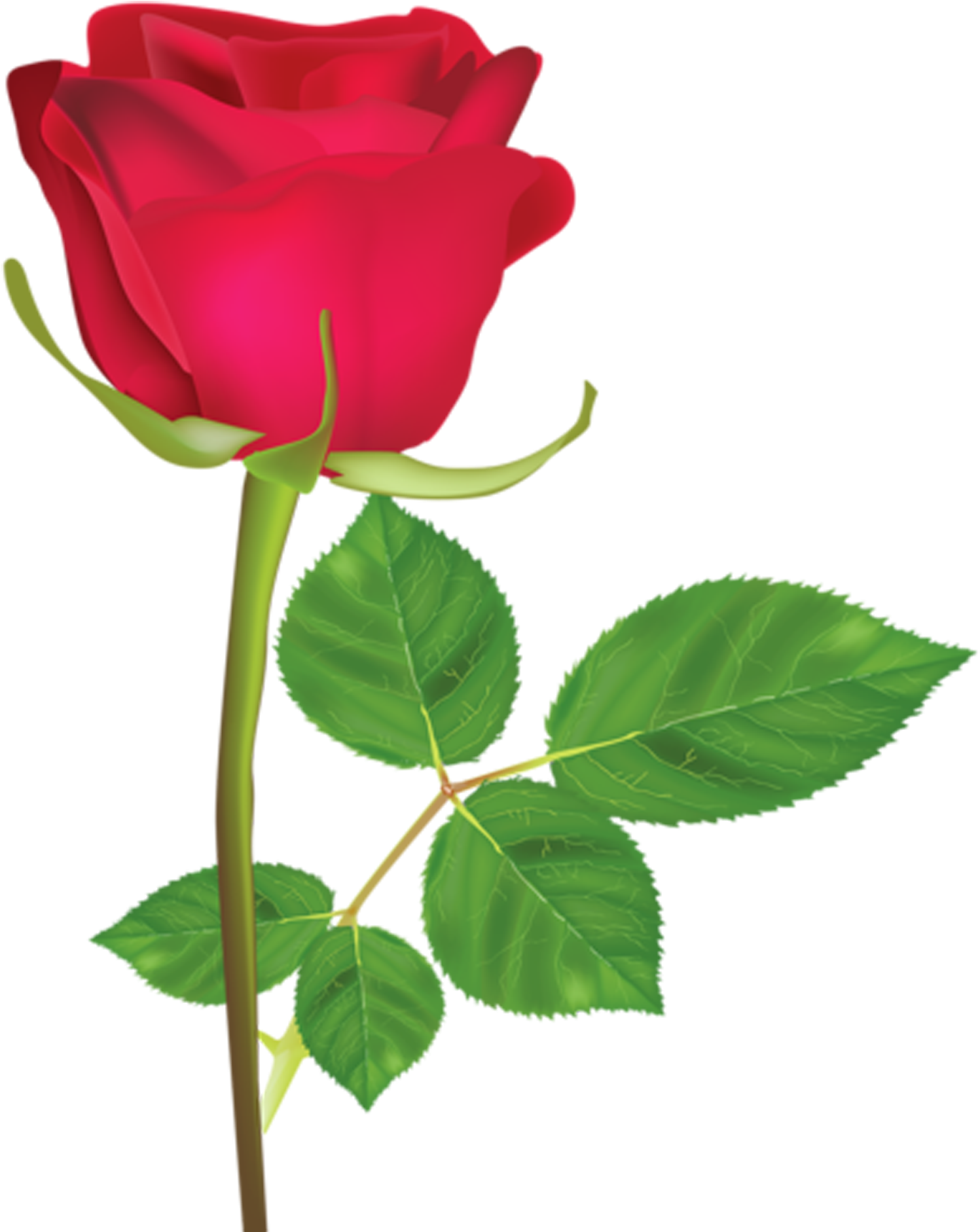 Rosa Roja Png - Imagen De Una Sola Flor (1500x1861), Png Download