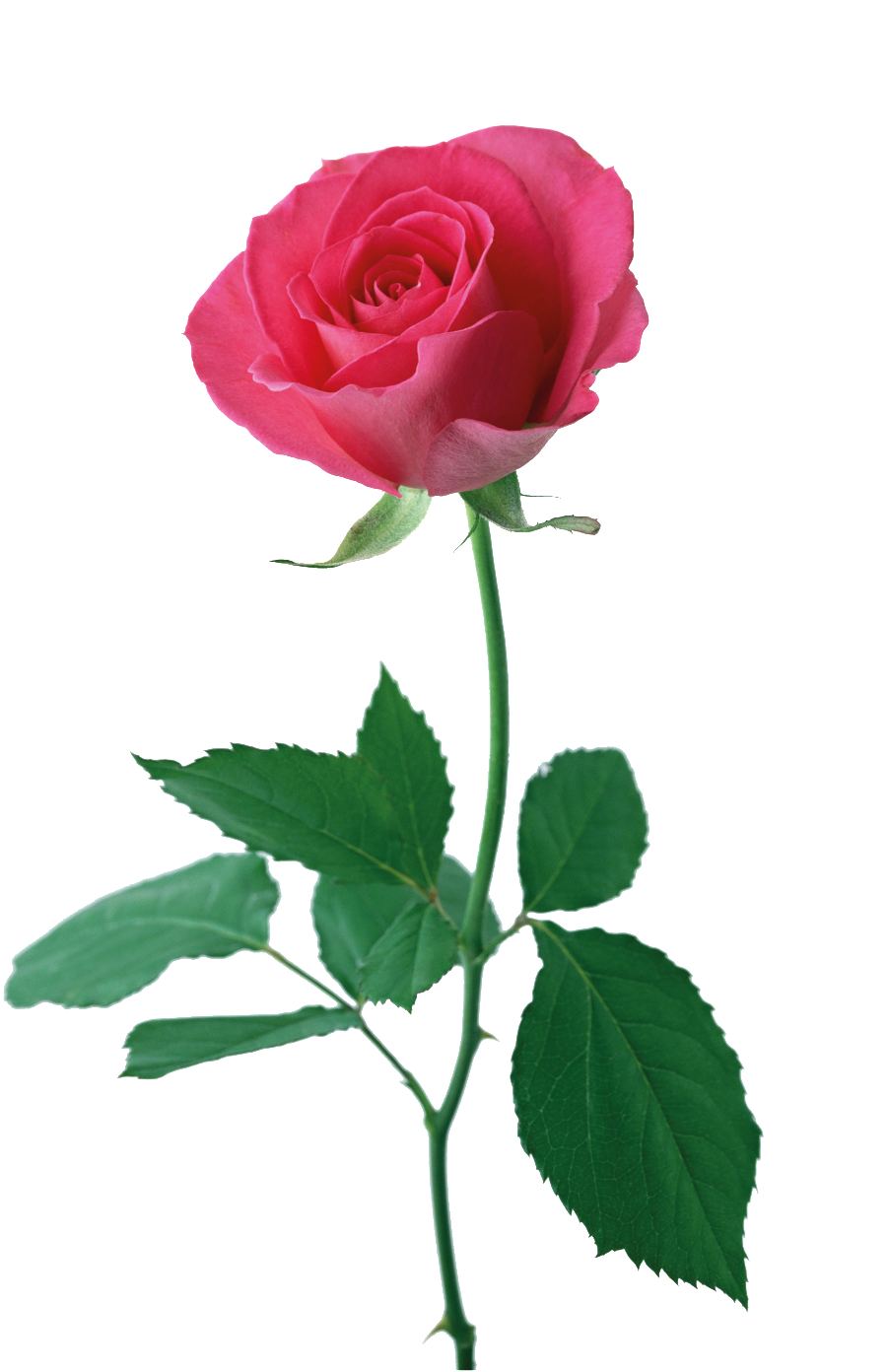 Rosa Roja Cartoon Png Transparente - Metal Fondant Cutters Flowers (1024x1536), Png Download