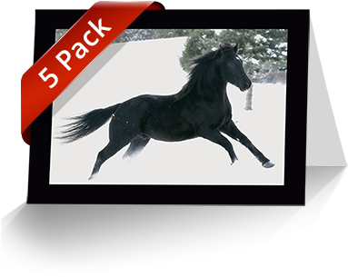 5 Pack Horse Greeting Cards 5 Pack Horse Greeting Cards - Horse Greeting Card (396x551), Png Download