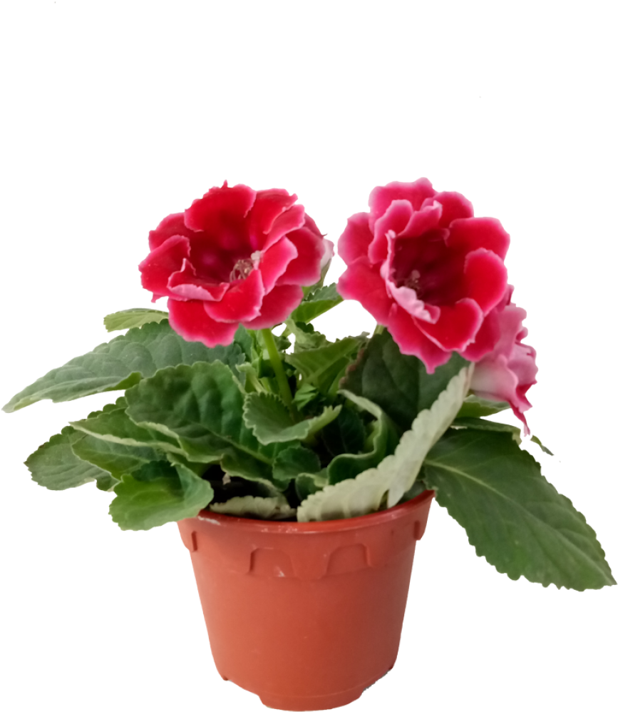 Sinningia Speciosa (910x1155), Png Download