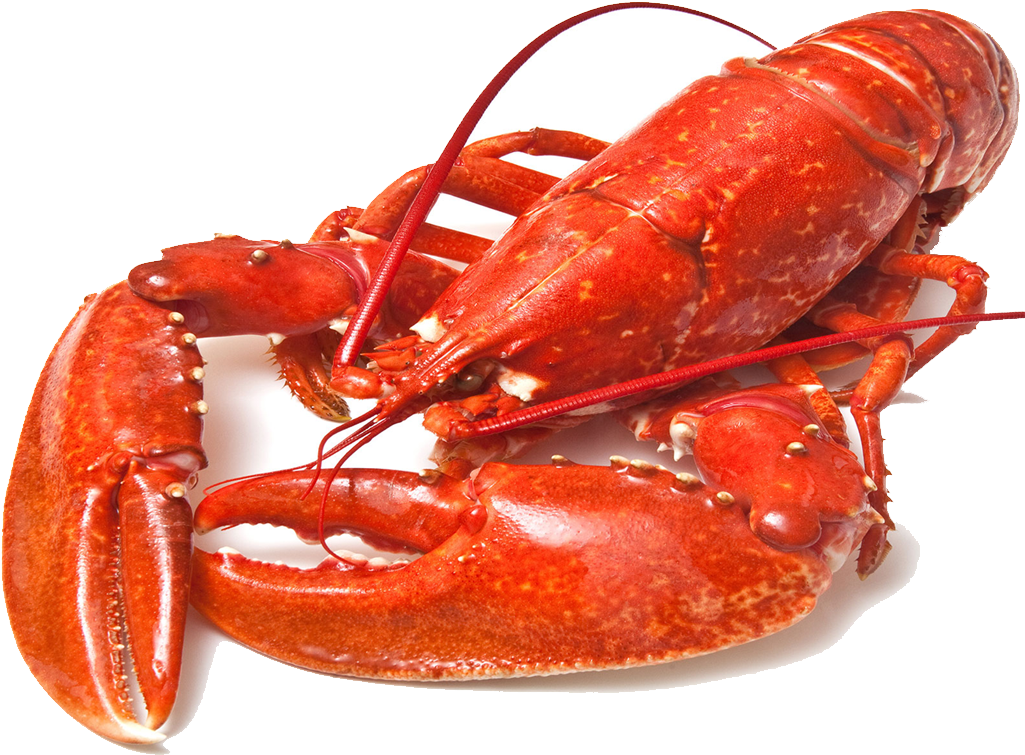 Marisco - Comida De Mar Png (1600x1200), Png Download