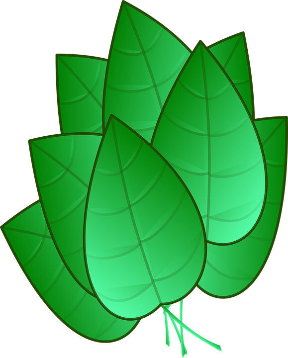 Green Leaves Clipart Tobacco Leaf - Folhas Verdes Em Desenho (579x720), Png Download