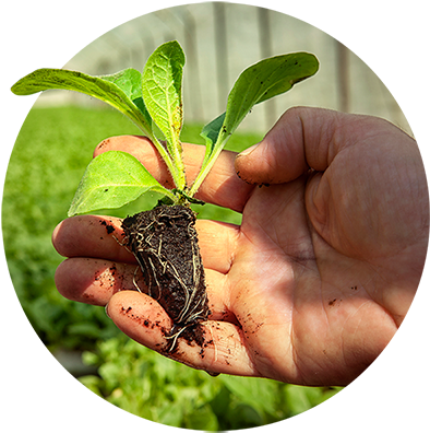 During Drying And Curing, In Quality Control, Transplanting - Plantation (400x407), Png Download