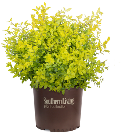 Sunshine Ligustrum Cropped - Southern Living Magazine (500x500), Png Download
