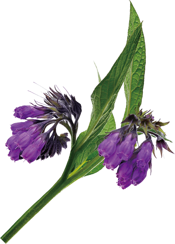 Originating In Old World Europe, Comfrey Has Been Cultivated - Balloon Flower (587x819), Png Download